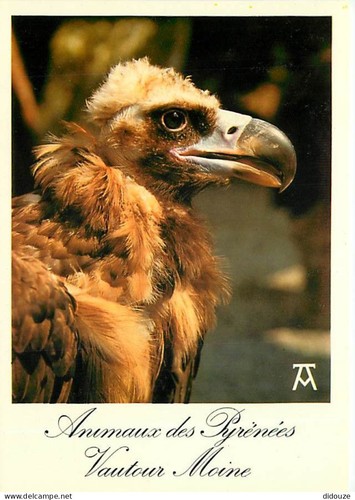 Carte postale animaux - carte,