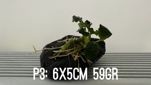 Plante aquarium anubias nana - 1,