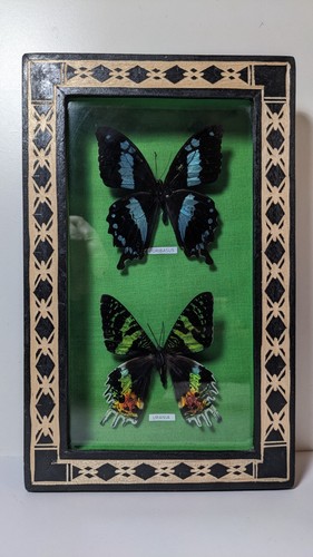 Curiosité papillons sous - papillons,