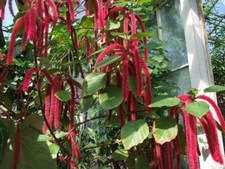 Cat Tail - Acalypha hispida - Chenille Plant 25+ Seeds - Seeds E 292