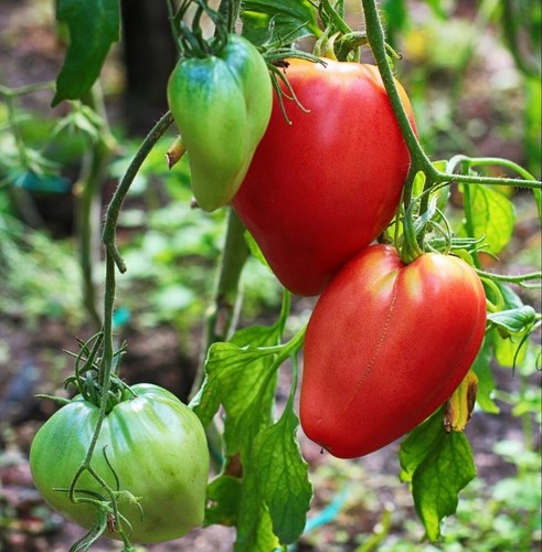 Lot graines de tomates - de,