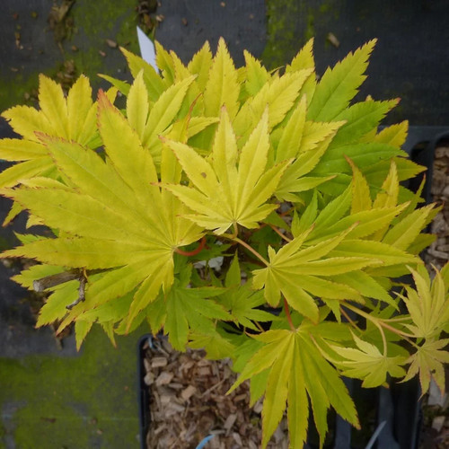 Acer shirasawanum jordan - acer,