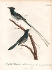Gravure D'Oiseau