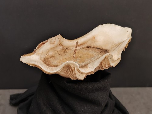 Bénitier ancien coquillage - ancien,