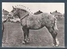 CPSM vers 1960  faune animaux