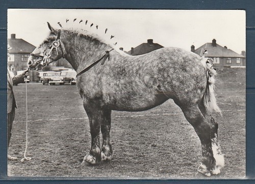 Cpsm vers 1960 faune animaux - cpsm,