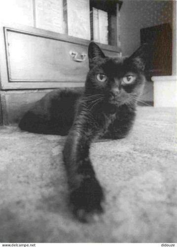 Carte postale animaux - postale,