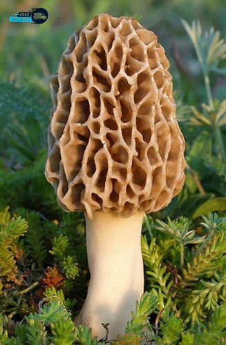 True morel mushroom grow kit - true,
