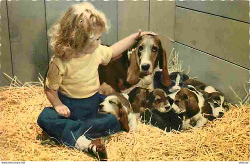 Carte postale animaux - carte,