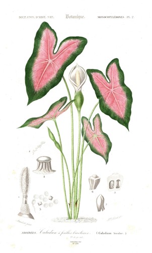 Caladium bicolor kaladien - caladium,