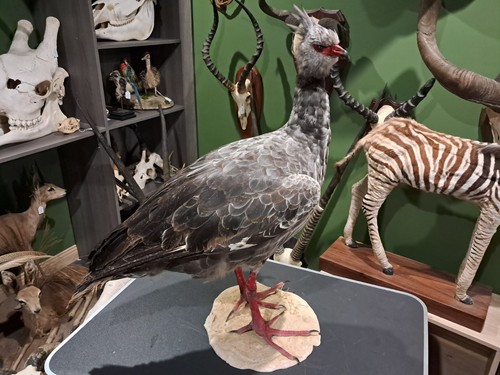 Taxidermie kamichi à - de,