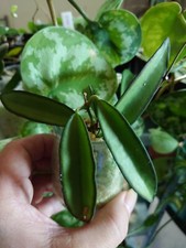 Hoya Wayetii