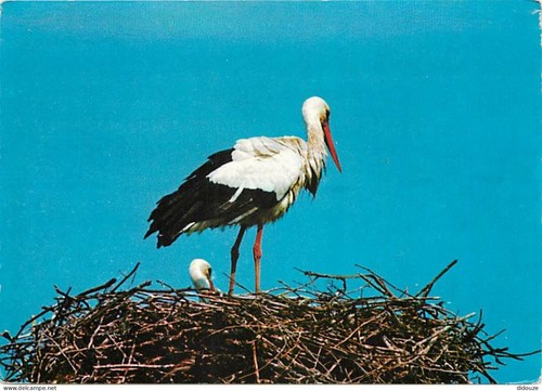 Carte postale animaux - -,