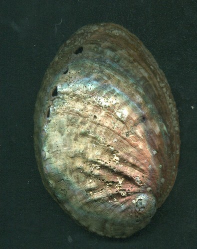 Coquille ormeau abalone 100 - abalone,