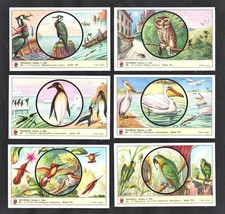 Birds & Habitats Lavazza Card Set 1959 Penguin Owl Cormorant Parrot Colibri Peli