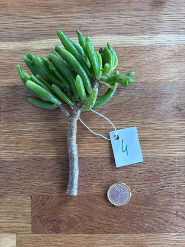 Crassula ovata gollum 4 - crassula,
