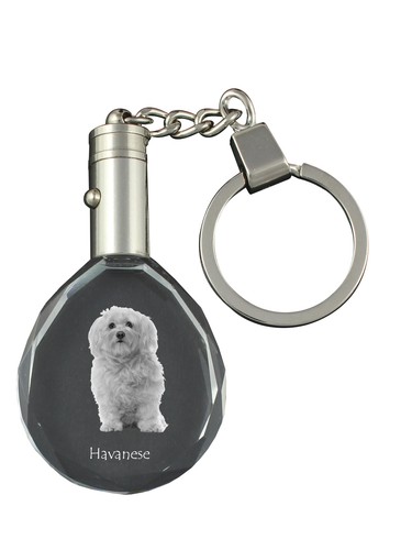Havanese bichon havanais - havanese,,