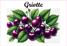 Griotte 12 Etiquettes vinyle conserve fruit légume confiture fait maison