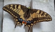  Papillon MACHAON . Grand Porte Queue 8cm 1985. Sarthe 72 