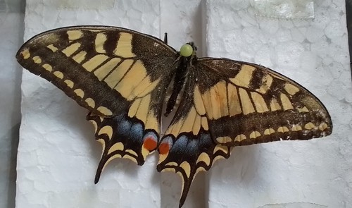 Papillon machaon grand - papillon, .