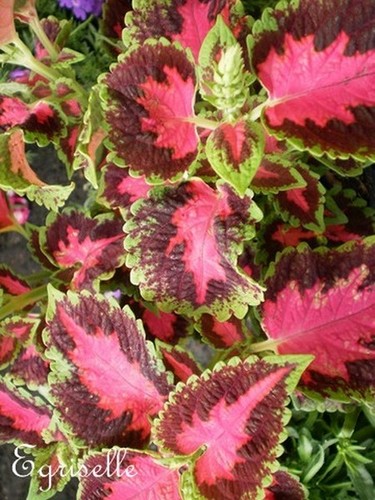 Coleus flame dancers - dancers',