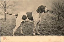THEMES - DOGS - hunting dog
