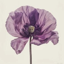 100 Graines de Pavot