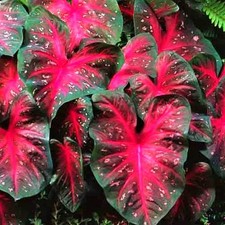 Caladium Tubercule coloré