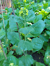 HOPI Indian Ceremonial TOBACCO 2000+ seeds Sacred Mapacho Aztec FRESH 2024 crop!