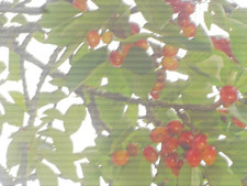 7 Noyaux de Cerisier Bigarreau Summit