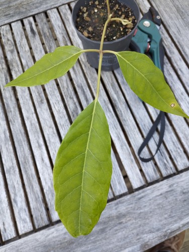 Schefflera delavayi