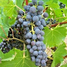 15 Graines de Vigne Muscat de