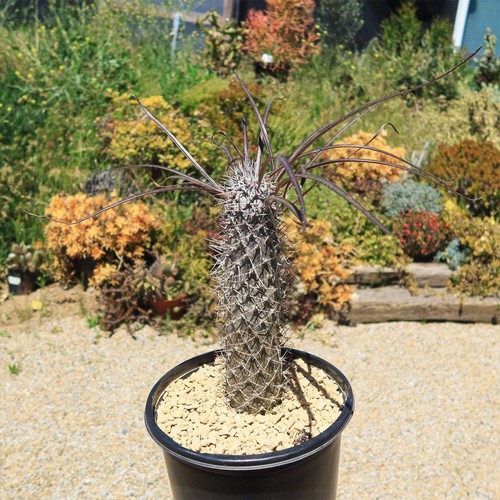 Silver madagascar palm - madagascar,