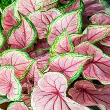 Caladium Tubercule Caladiums