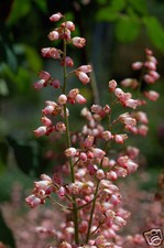 40 graines Désespoir du Peintre(Heuchera Sanguinea)G770 CORAL BELLS SEEDS SAMEN