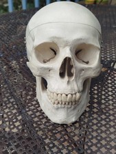 Crâne Humain
