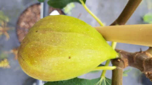 Ficus carica goutte - 'goutte, d'or'