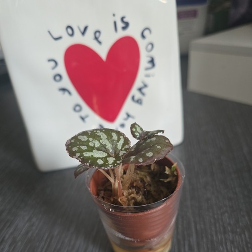 Bébé begonia rex silver - begonia,