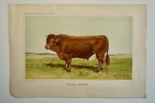 DE PENNE OLIVIER(1831-1897)-CHROMOLITHOGRAPHIE ORIG.XIXEME-TAUREAU LIMOUSIN