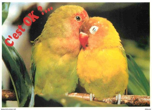 Postcard animals birds - -,