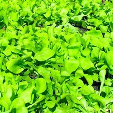 graines de CHICORÉE SUCRÉE