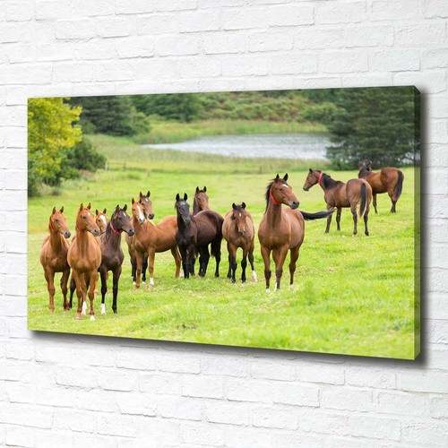 Tulup image sur toile tableau - image,