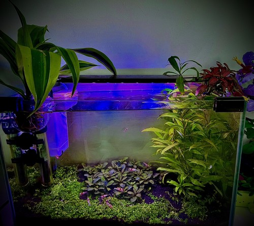 Promo lot 30plantes aquarium - lot,