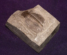 Trilobit De Chine, Fossil