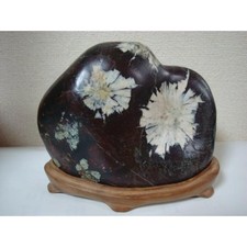na "SUISEKI" Viewing Stone Natural Stone Chrysanthemum Japan Bonsai Bonseki