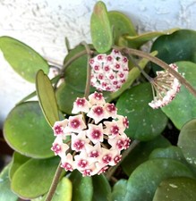 Succulent Plant--Hoya obovata--Unrooted Fresh Cutting!