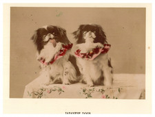 Japan, Japanese dogs, vintage print, ca.1890 Japan, Japanese dogs, print v