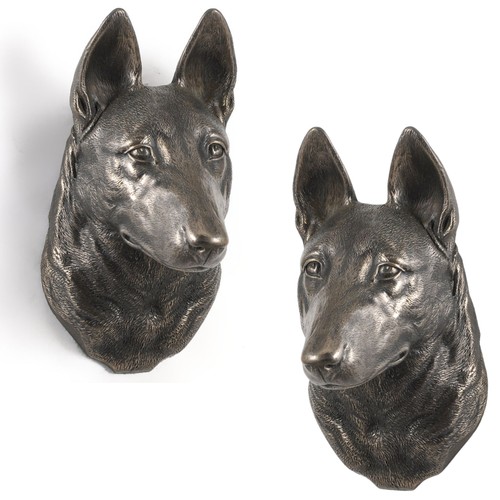 Berger belge malinois - berger,