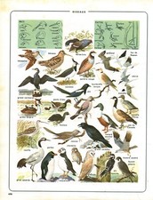 Antique 1974 Book Issue Bird Advertising