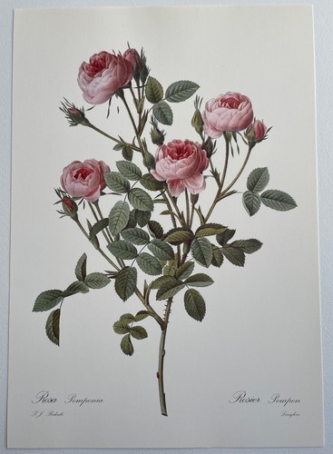 Botanique rosier pompon - botanique, pompon rosa